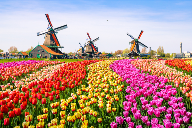 Поле тюльпанов в Нидерландах и ветряные мельницы