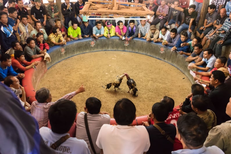 cockfighting-continues-to-be-a-multibillion-dollar-business-despite-efforts-of-activists-and-law-enforcement